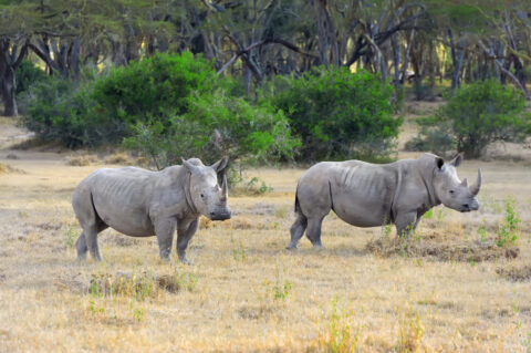 African white rhinos savannah - Rhino Stationery