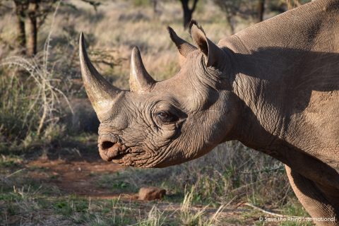 Black rhino at Ol Jogi Conservancy Kenya C Save the Rhino International - Rhino Stationery