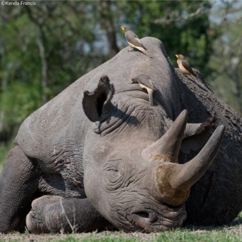 Meet Baraka, The Black Rhino - Rhino Stationery