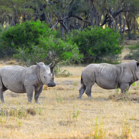 Celebrating 20 Years of RHINO Stationery’s Partnership with Save the Rhino International - Rhino Stationery